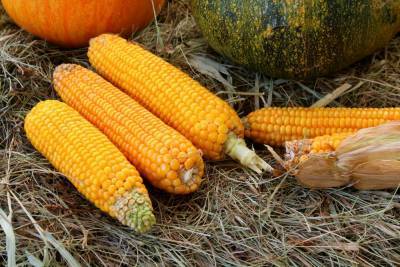 Диетолог рассказал о полезных свойствах кукурузы
