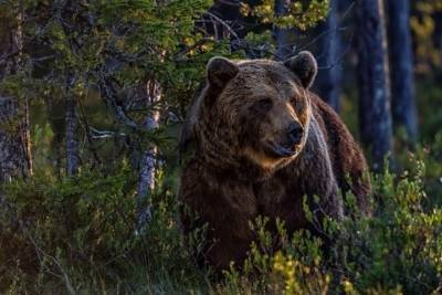 Жителям Твери объяснили, как остаться в живых после встречи в лесу с медведем