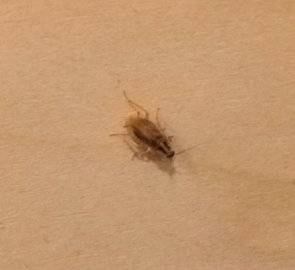 «Тараканы атакуют, даже ползают снаружи по стенам» – Уфимцы не знают, как бороться с нашествием насекомых