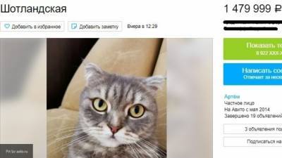 Кировчанин "наделил" кошку волшебством, чтобы продать за 1,5 млн рублей