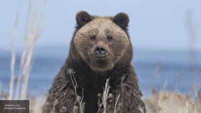 Россиянам объяснили, как отличить следы пьяного соседа от медвежьих
