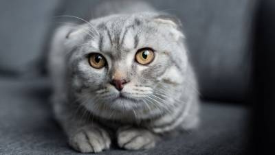 В Кирове продают кошку за почти 1,5 млн рублей