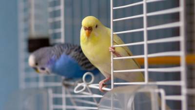 В Ростове ищут ассистента попугая на зарплату в 120 тысяч рублей