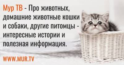 Приносит удачу: в Кирове продают кошку почти за 1,5 млн рублей
