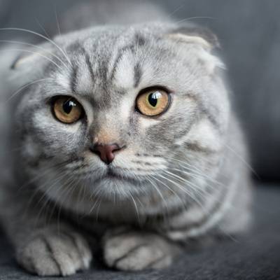 В Кирове продается кошка за почти 1,5 млн рублей
