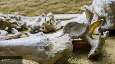 Скифская гробница возрастом в 3 тысячи лет обнаружена в Сибири