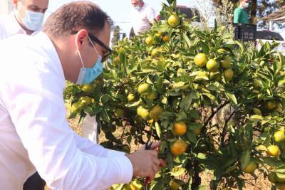 В Аджарии готовятся к сбору урожая цитрусовых