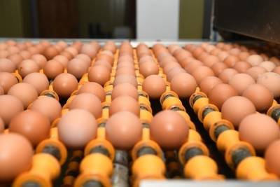 Китайцы предупредили об опасности куриных яиц