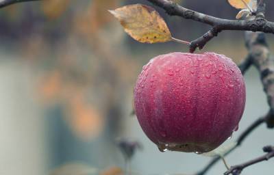 Как сохранить яблоки зимних сортов до весны?