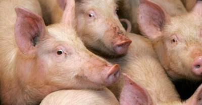 Пожар повышенной опасности на ферме: погибли 800 свиней
