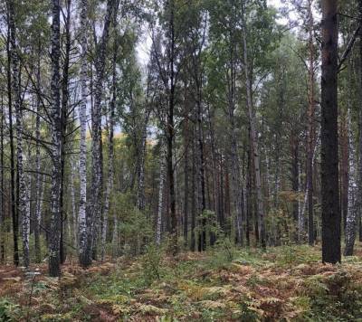 Волонтеры ищут пенсионеров, которые ушли в лес под Томском