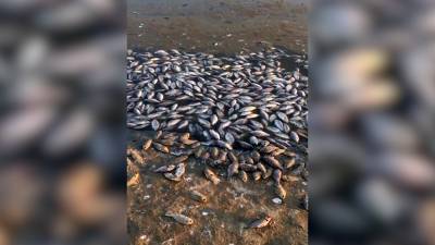 Берег водохранилища в Калмыкии заполонила мёртвая рыба (видео)