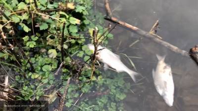 Сотни мертвых рыб обнаружили на берегу водохранилища в Калмыкии