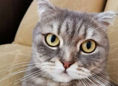 За полтора миллиона: на сайте бесплатных объявлений в Кирове продают «волшебную» кошку