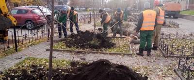 В мэрии Красноярска прокомментировали вырубку яблонь в центре города
