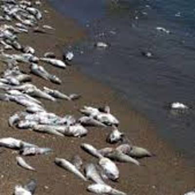 Административное расследование возбуждено по факту мора рыбы в реке Артёмовка в Приморье
