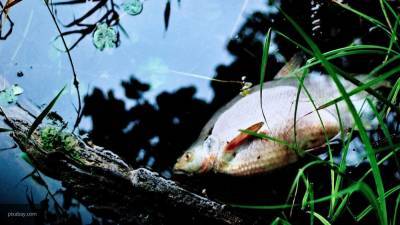 Следователи выясняют обстоятельства массовой гибели рыбы в Калмыкии