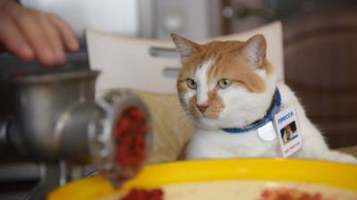 "Придать остроту жизни": кот Мостик готовит аджику с депутатом Госдумы