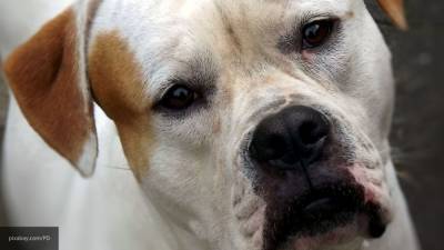 Ученые из Великобритании назвали самые болеющие породы собак