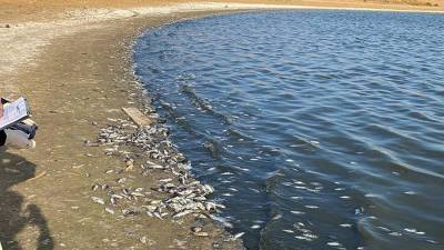 СК начал проверку по факту массовой гибели рыбы в калмыцком водохранилище