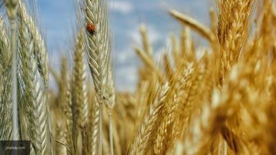 Урожай российской пшеницы впечатлил аналитиков из США
