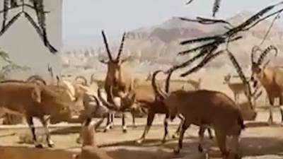 Видео: дикие козлы дерутся под оконами у жителей поселка в Негеве