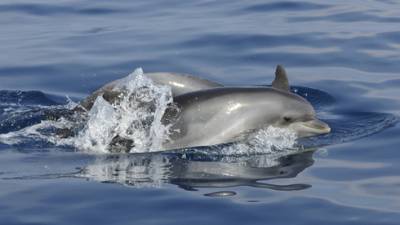 Восемь дельфинов приплыли к берегам Нетании
