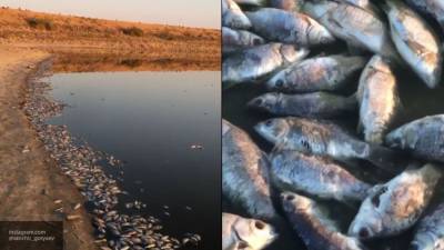 Названа причина массовой гибели рыб в Калмыкии