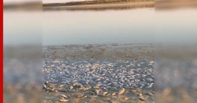 Тысячи мертвых рыб на берегу в Калмыкии сняли на видео