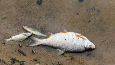 В Калмыкии зафиксирована массовая гибель рыбы