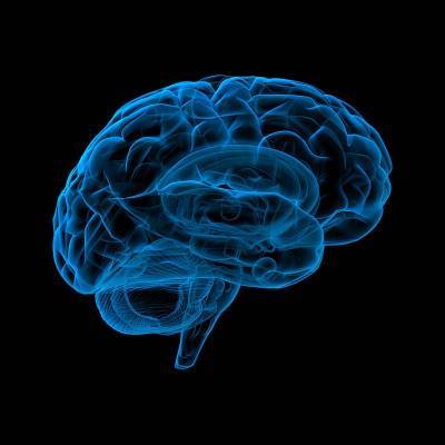 Исследователи нашли разгадку рабочей памяти мозга - Cursorinfo: главные новости Израиля