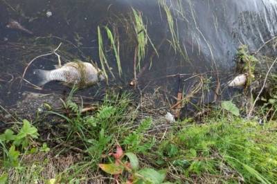 Прокуратура назвала причину гибели рыбы в водохранилище Калмыкии