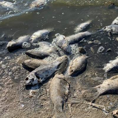 Массовая гибель рыбы в водохранилище Калмыкии произошла из-за снижения уровня воды
