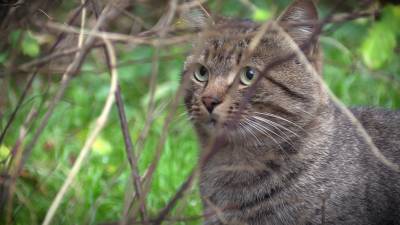 Живодеры отравили около 10 кошек в Гатчинском районе Ленобласти.