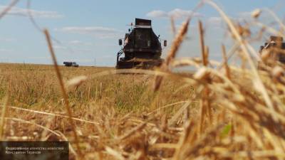 Успехи России в производстве зерна сдержат рост инфляции
