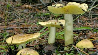 Раньше съедобный, теперь ядовитый: эксперты предостерегают немцев от употребления в пищу опасного гриба