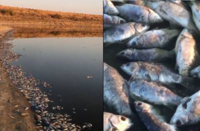 Прокуратура Калмыкии назвала предварительную причину гибели рыбы в водохранилище