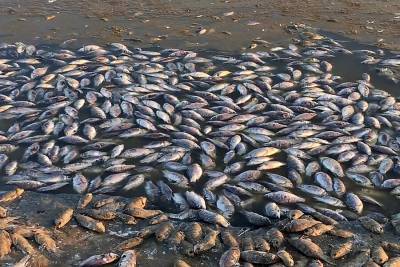 Глава Калмыкии обещал проконтролировать ситуацию с гибелью рыбы