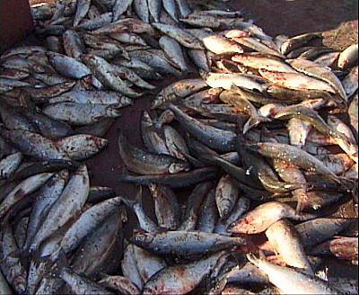 В Калмыкии из-за недостатка кислорода произошёл мор рыбы