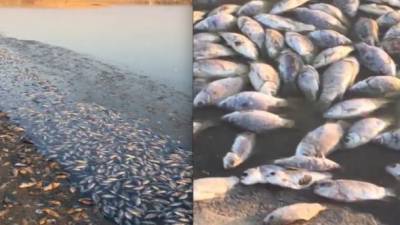 Очередная водная экокатастрофа в России - в Калмыкии локально вымерла вся рыба
