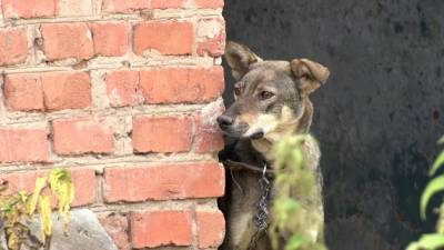 «Концлагерь для собак!»: страшная правда о собачьих приютах в Башкирии