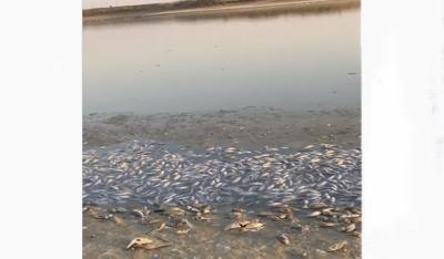 В Калмыкии на берег водохранилища выбросило мертвую рыбу