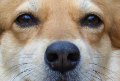 Собаки натаскиваются на поиск коронавирусных больных в Пулково