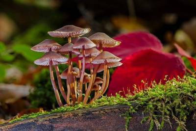 Как появились и развивались грибы на Земле?