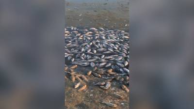 СК начал проверку по факту массовой гибели рыб в Калмыкии