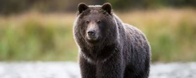 В Пермском крае жителей дачных поселков терроризируют медведи