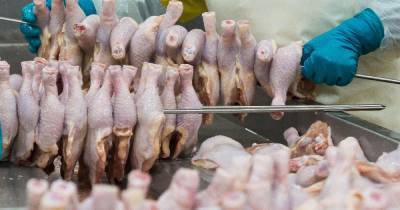 Светлана Фус - Диетолог рассказала о пользе куриного мяса для иммунитета - ren.tv
