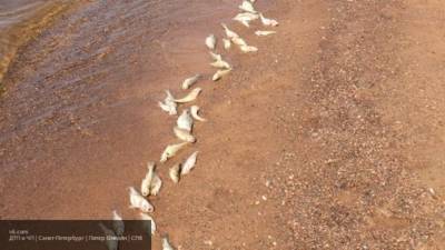 Росприроднадзор определяет причины массовой гибели рыбы в Калмыкии