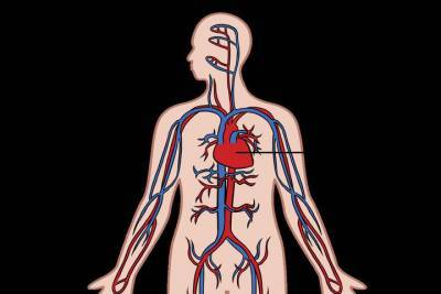 Все у большего числа людей появляется дополнительная артерия - ученые