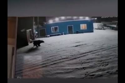 Охранная собака не заметила медведя, напугавшего жителей Магадана